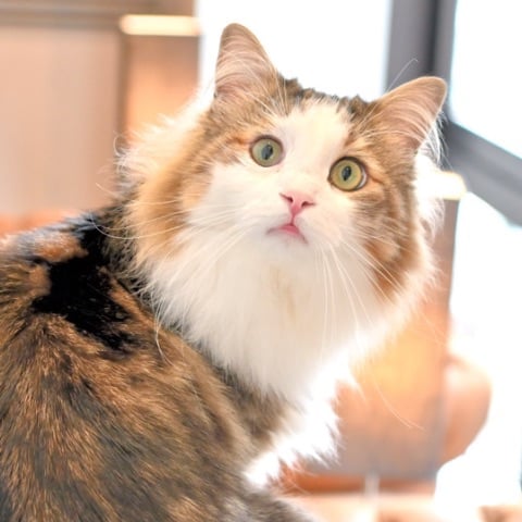 thumb_cat01