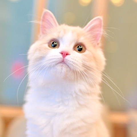 thumb_cat02