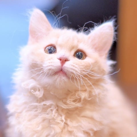 thumb_cat04