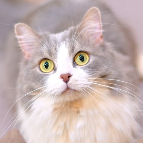 thumb_cat05