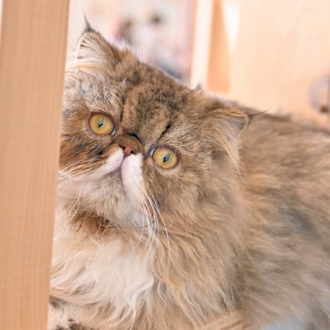thumb_cat06