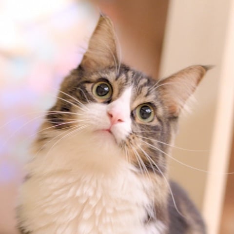 thumb_cat08