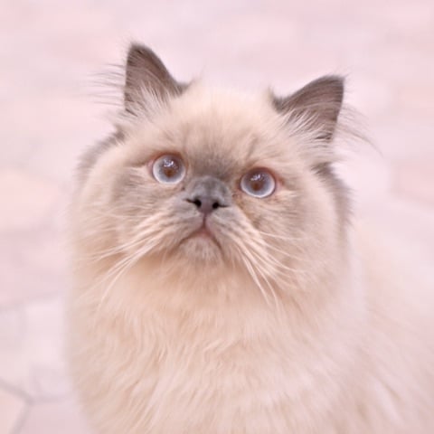 thumb_cat09