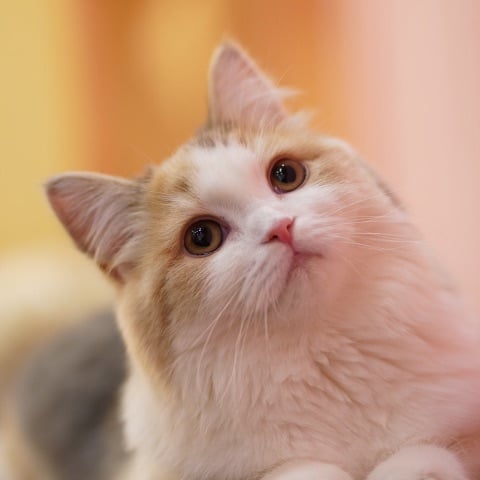 thumb_cat10